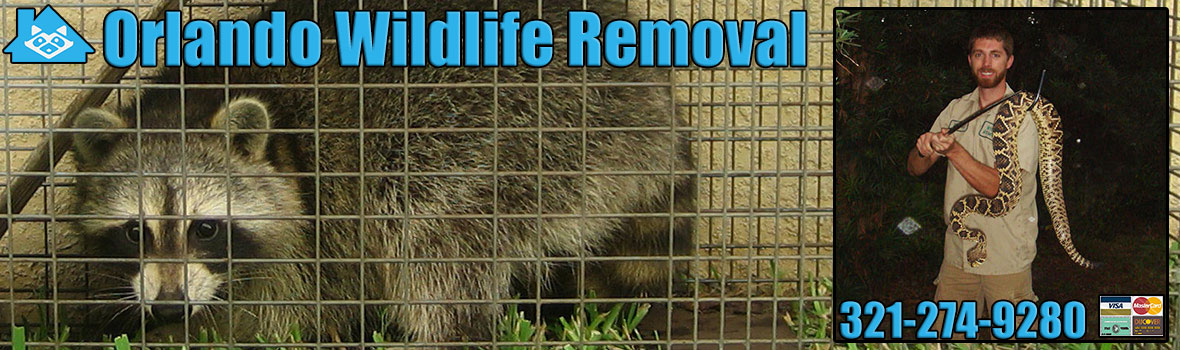 Pest Animal Removal Orlando: Wildlife Control, Critter Trapping Florida